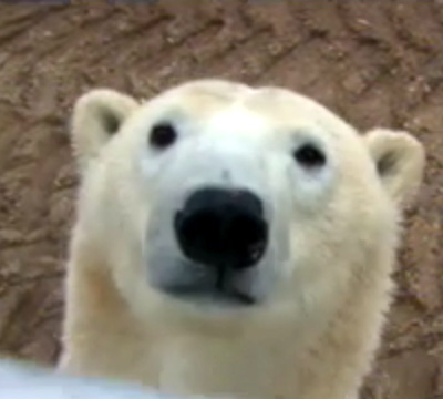 The live Polar Bear Cam came online this week, so we're able to see what 